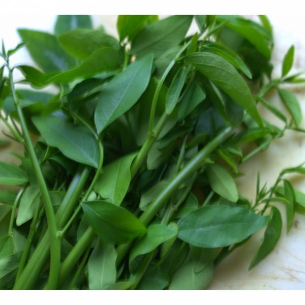 Sweet Shoots / Pucuk Manis