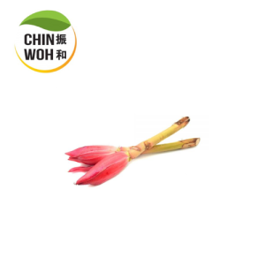 Ginger Flower / Bunga Kantan