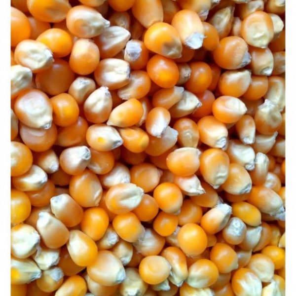 Corn Kennel / Biji Jagung
