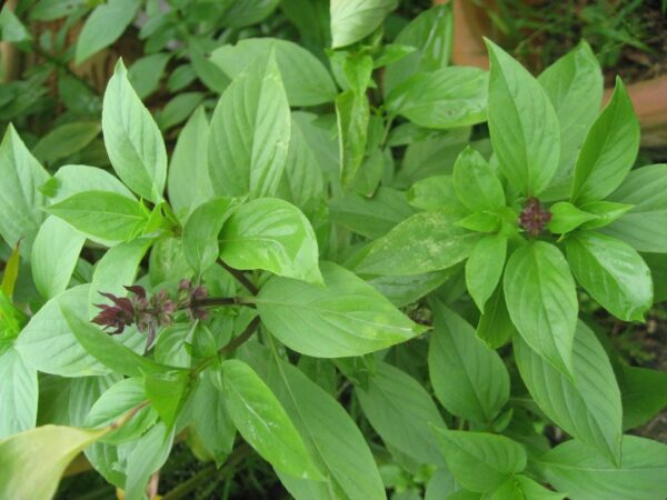 Basil Leaf / Daun Selasih