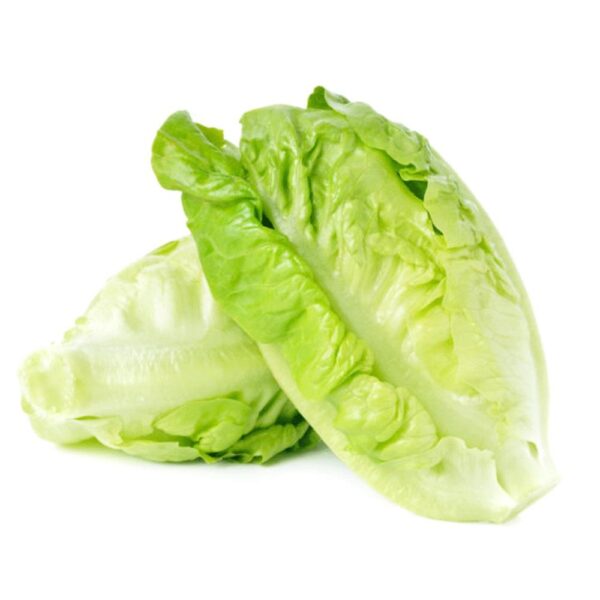 Romaine /  Selada Romaine