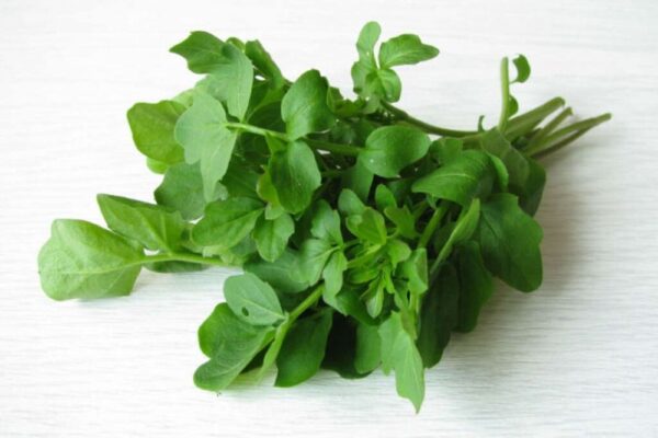 Watercress / Selada Air