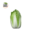 Chinese Cabbage / Kubis Cina - Image 2