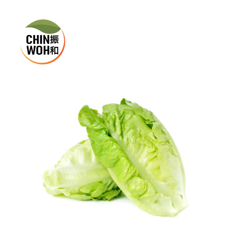 Romaine / Selada Romaine