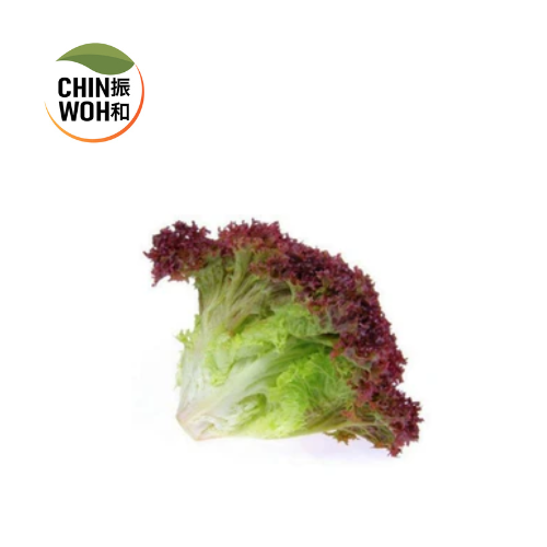 Red Coral / Salad Merah