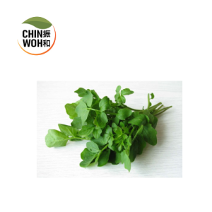 Watercress / Selada Air