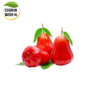 Water Apple / Jambu Air