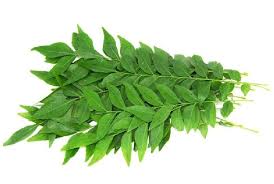 Daun Kari ( Curry Leaves )