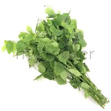 Pucuk Manis ( Sweet Leaf )