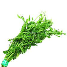 Daun Selom ( Water Celery Leaves )