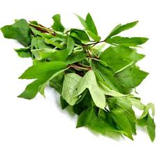 Daun Asam ( Tamarind Leaves )