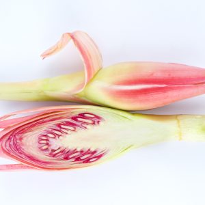 Fresh Cut Torch Ginger Flower | Bunga Kantan