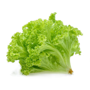 Fresh Cut Green Coral Lettuce