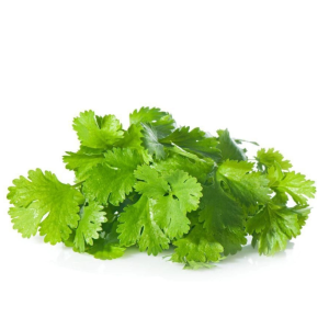 Fresh Cut Coriander Leaves | Daun Ketumbar