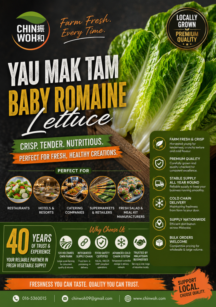 Fresh Yau Mak Tam (Baby Romaine Lettuce) supplied by Chin Woh, a trusted Malaysian fresh vegetable supplier for restaurants, hotels, catering companies, supermarkets, retailers, wholesalers, distributors, and fresh salad manufacturers with dependable year-round supply.