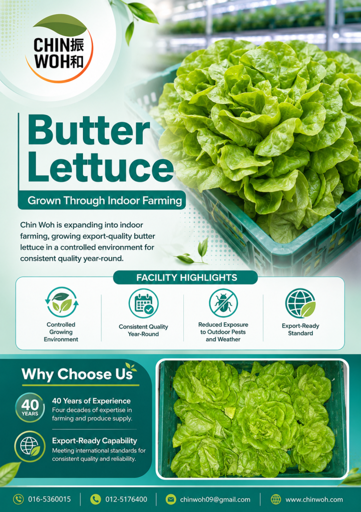 Fresh butter lettuce grown through indoor farming by Chin Woh, export-quality and consistent year-round for international markets.