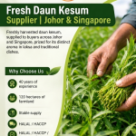 Fresh daun kesum (kesum leaf) harvested by Chin Woh, supplying buyers across Johor and Singapore for use in local and Nyonya cooking.