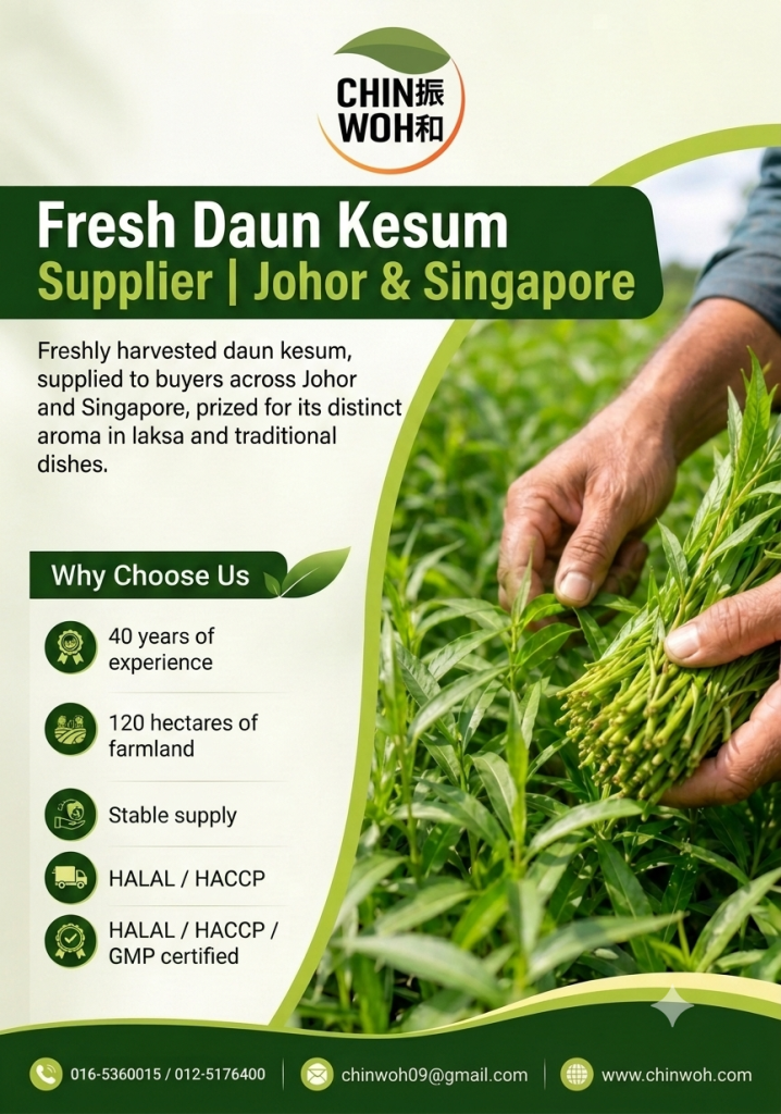 Fresh daun kesum (kesum leaf) harvested by Chin Woh, supplying buyers across Johor and Singapore for use in local and Nyonya cooking.
