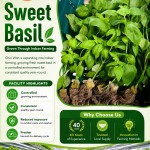 Fresh sweet basil grown through indoor farming by Chin Woh, offering consistent quality year-round in a controlled environment.