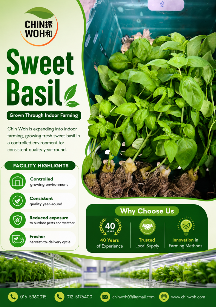 Fresh sweet basil grown through indoor farming by Chin Woh, offering consistent quality year-round in a controlled environment.