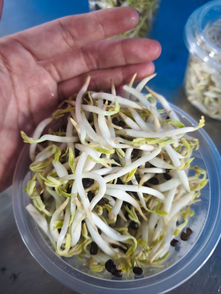 Fresh crisp bean sprouts prepared for commercial and wholesale fresh vegetable supply in Malaysia by Chin Woh.