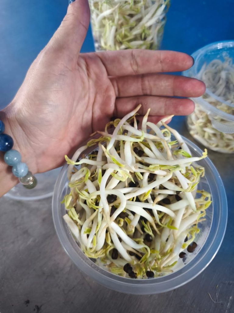Fresh crisp bean sprouts prepared for commercial and wholesale fresh vegetable supply in Malaysia by Chin Woh.