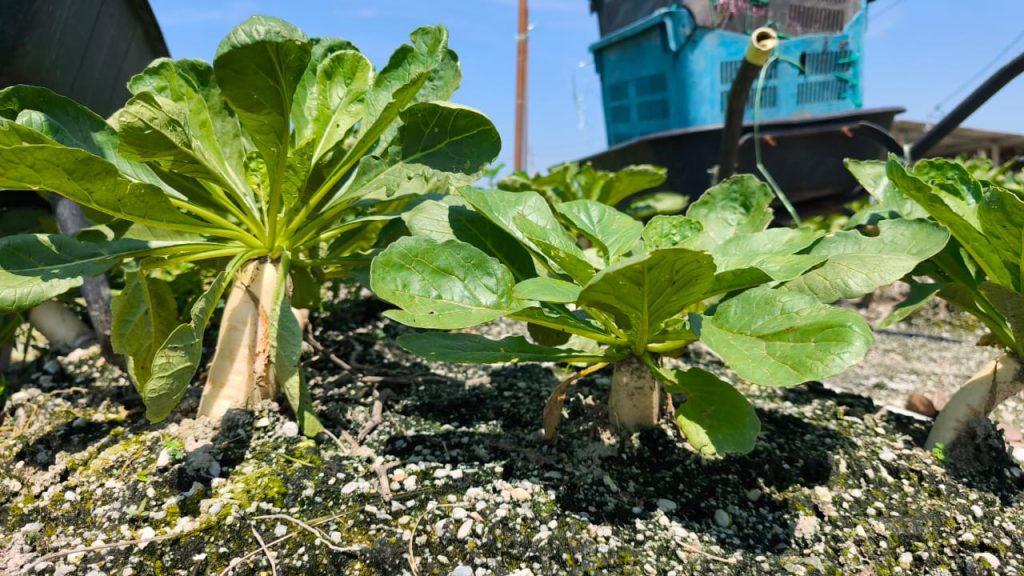 Yam bean plants growing at Cheong Vege farm in Perak during Agro World's agricultural farm visit.