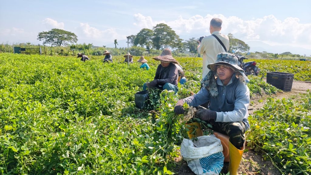 Agro World representative documenting yam bean farming and harvesting activities at Cheong Vege farm.