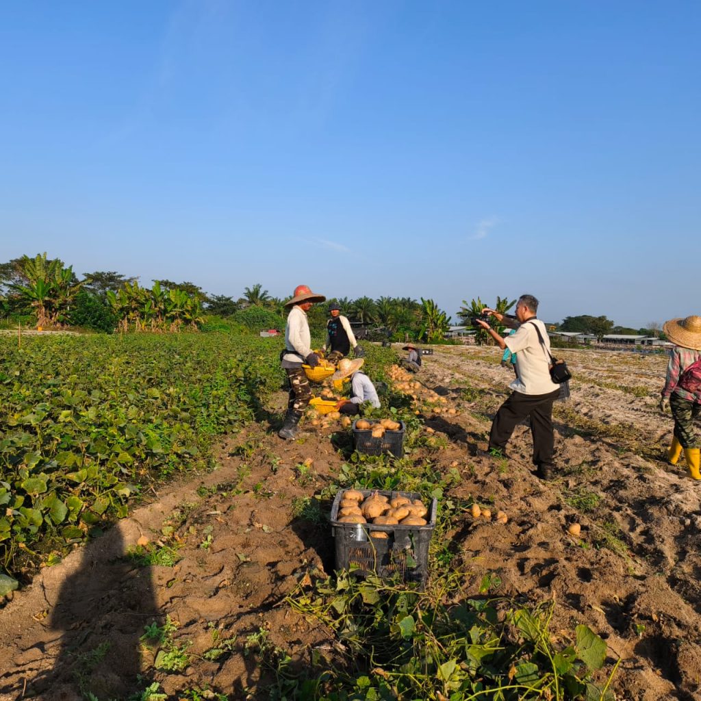Visitors experiencing yam bean harvesting activities during an Agro World visit to Cheong Vege farm.