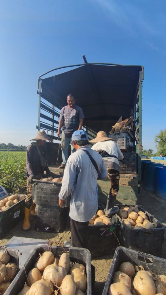 Agro World team observing yam bean harvesting and farm operations at Cheong Vege in Perak.