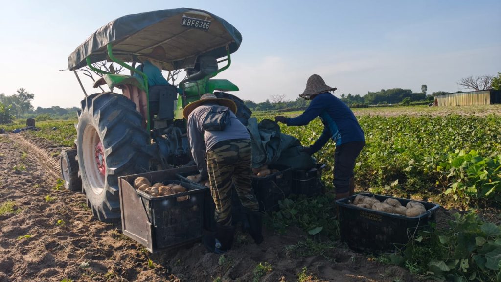 Yam beans being collected during Agro World's visit to Cheong Vege's yam bean farm in Perak, Malaysia.