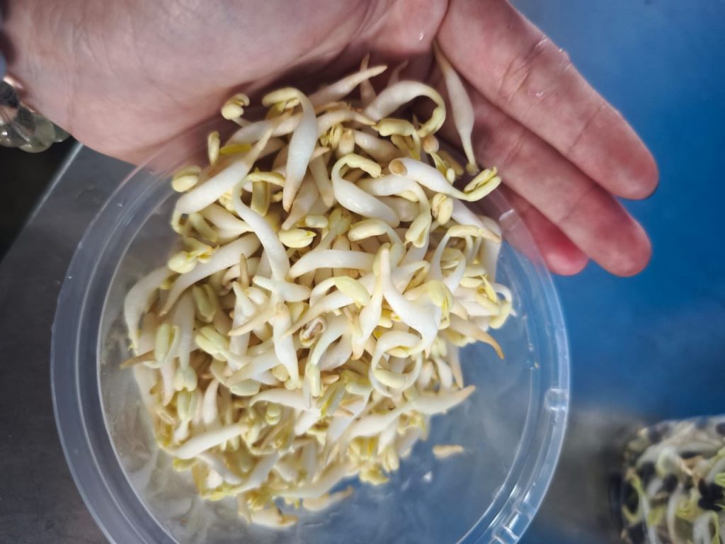 Fresh crisp bean sprouts prepared for commercial and wholesale fresh vegetable supply in Malaysia by Chin Woh.