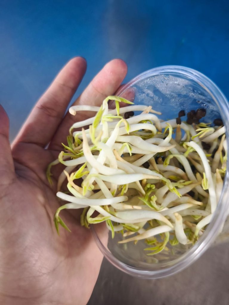 Fresh crisp bean sprouts prepared for commercial and wholesale fresh vegetable supply in Malaysia by Chin Woh.