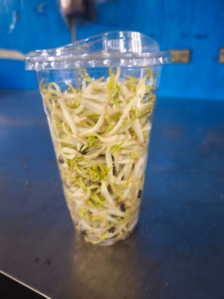 Fresh crisp bean sprouts prepared for commercial and wholesale fresh vegetable supply in Malaysia by Chin Woh.
