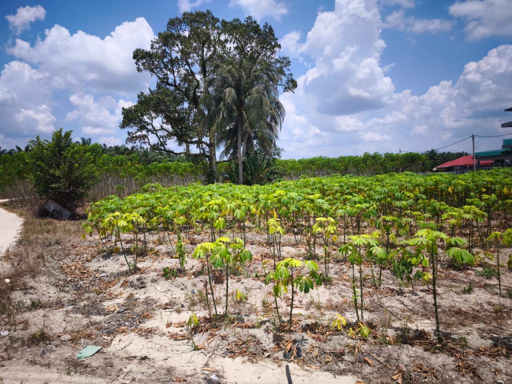 Young cassava plants growing in a farm field in Malaysia, showcasing Chin Woh's cassava cultivation and fresh produce farming.