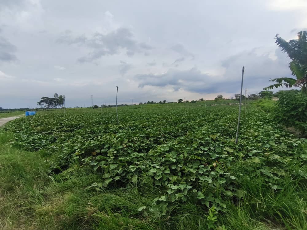 Red sweet potato farm field managed as part of fresh produce supply in Ipoh, Perak, Malaysia by Chin Woh.