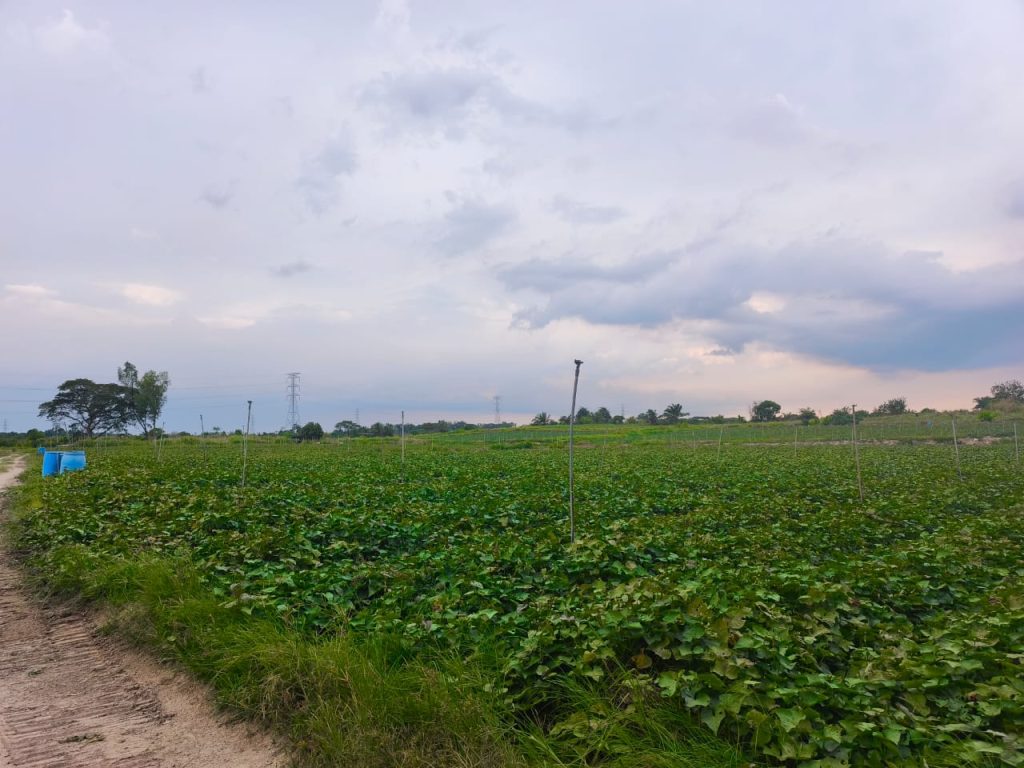 Fresh red sweet potato crop growing in a farm field in Perak, Malaysia for commercial fresh produce supply.
