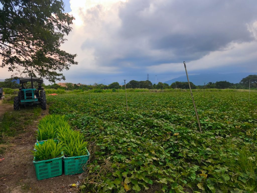 Red sweet potato cultivation field in Ipoh, Perak showing Chin Woh agricultural production and fresh produce supply.