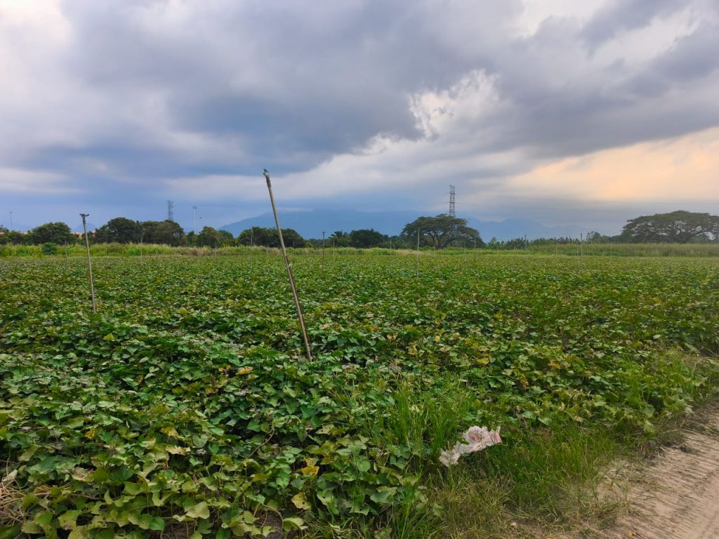 Red sweet potato farm with harvested produce crates in an agricultural field in Perak, Malaysia.