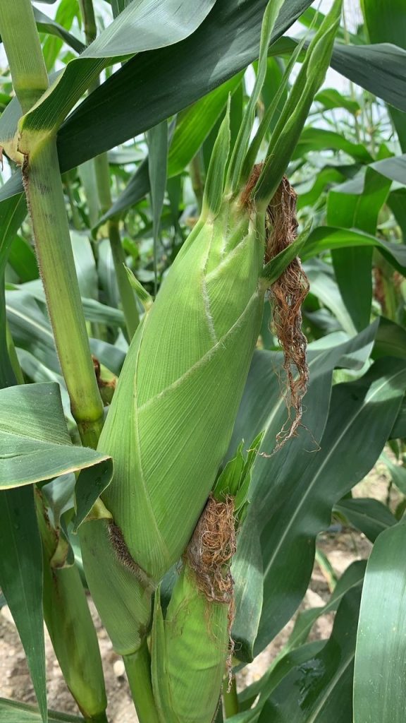 Close-up view of a sweet corn cob growing on a corn plant in a Malaysian farm.