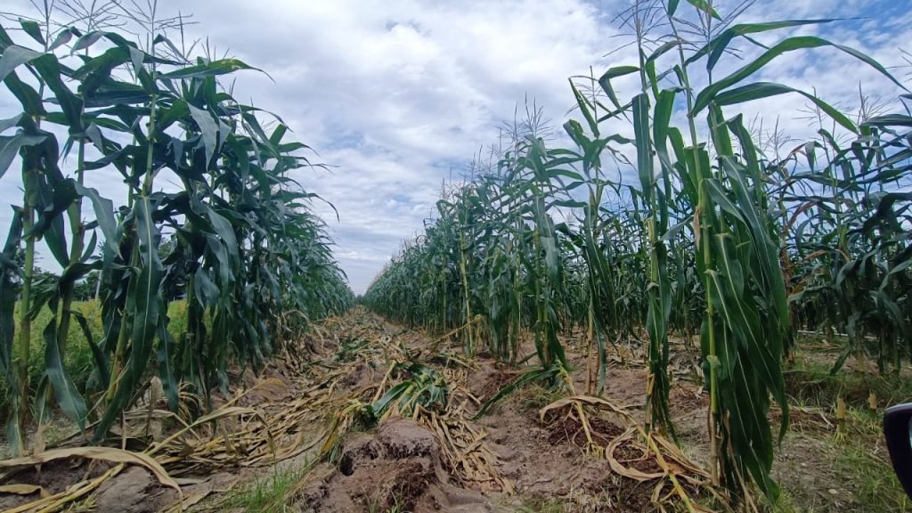 Rows of mature corn plants growing across a cultivated sweet corn farm in Malaysia.