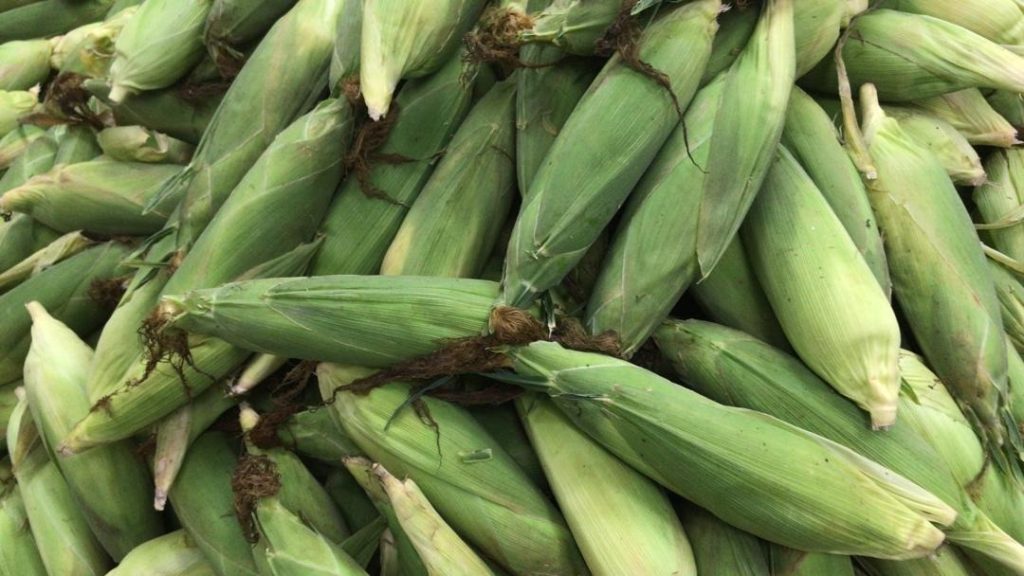Young sweet corn plants growing in rows at a farm in Malaysia.