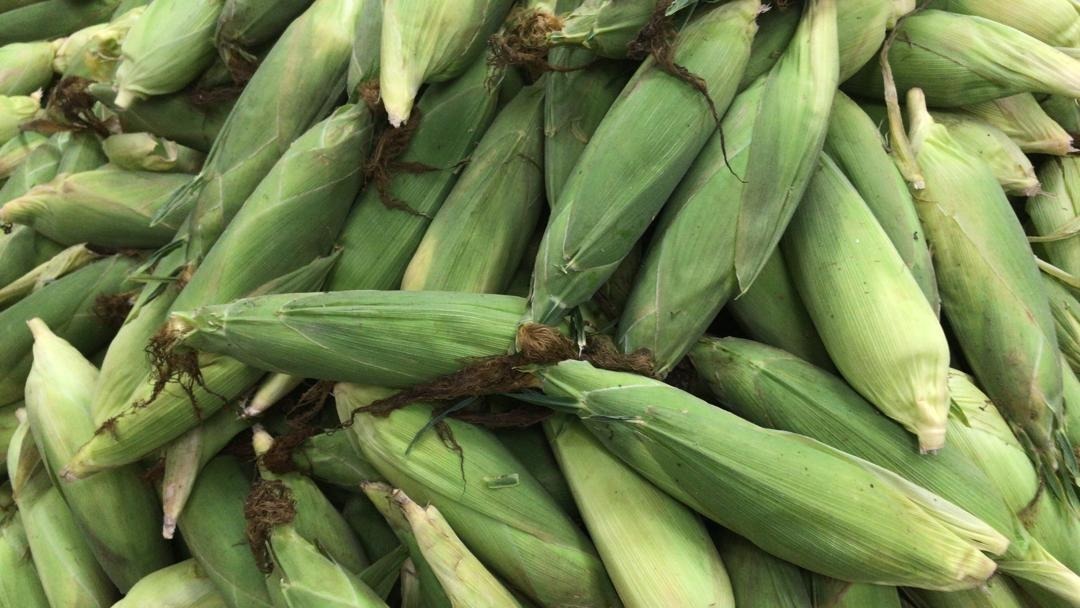 Aerial view of a sweet corn farm showing rows of corn plants and crop areas as part of a responsible farming approach in Malaysia.