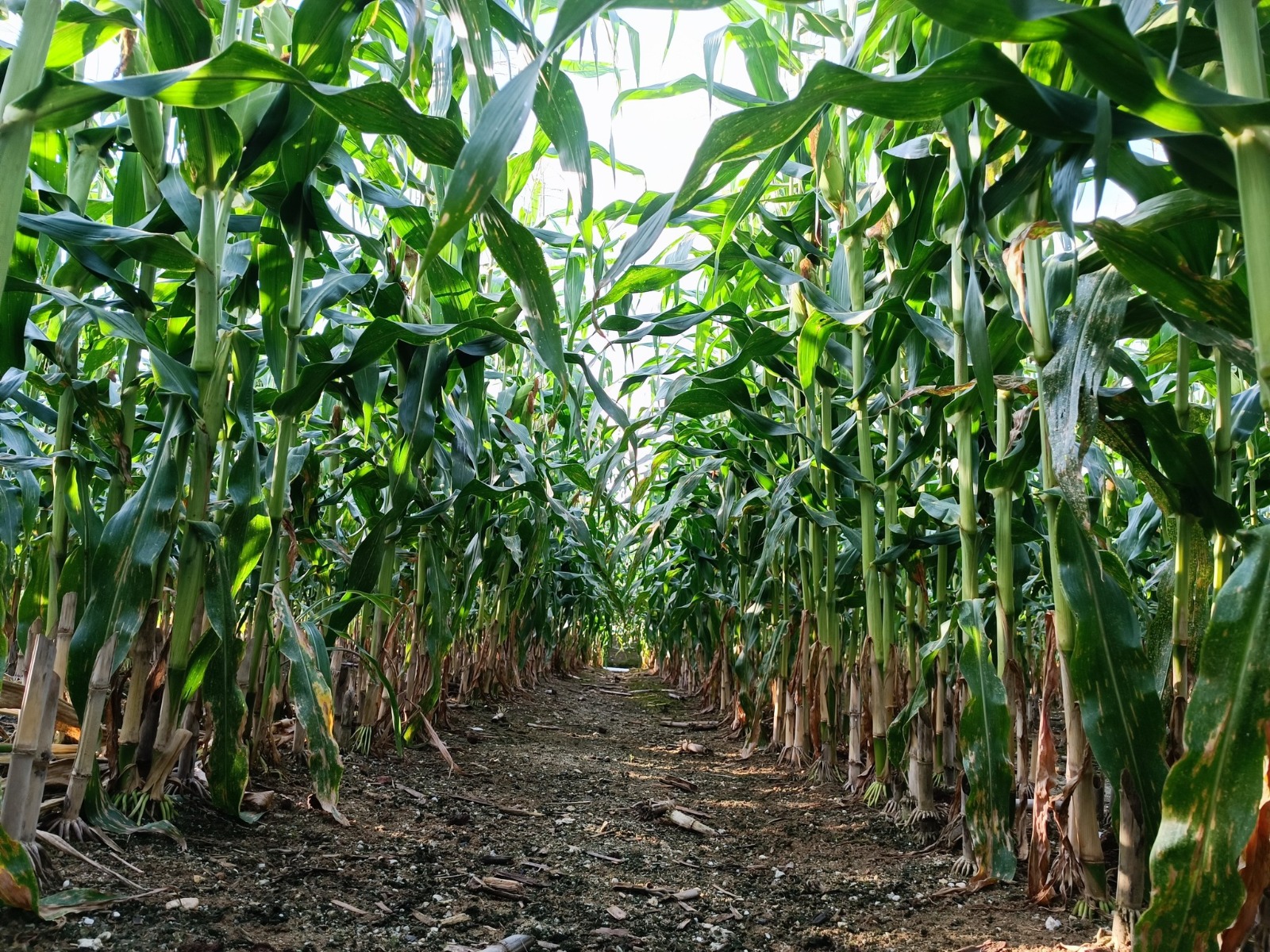 Drone view of a sweet corn farm with rows of corn plants growing in a field in Malaysia.