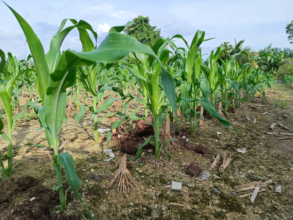Fresh sweet corn cobs harvested from a Malaysian corn farm.