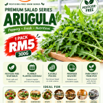 Fresh arugula rocket leaves for vegetable supply from Chin Woh in Ipoh, Perak, Malaysia.