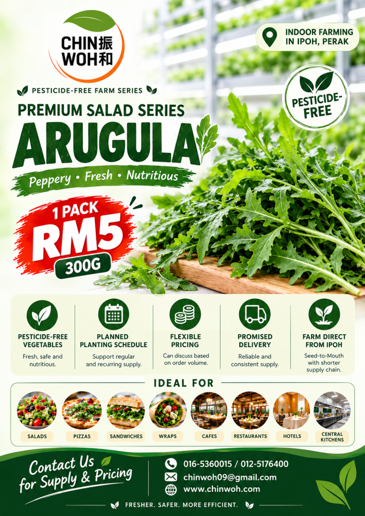 Fresh arugula rocket leaves for vegetable supply from Chin Woh in Ipoh, Perak, Malaysia.