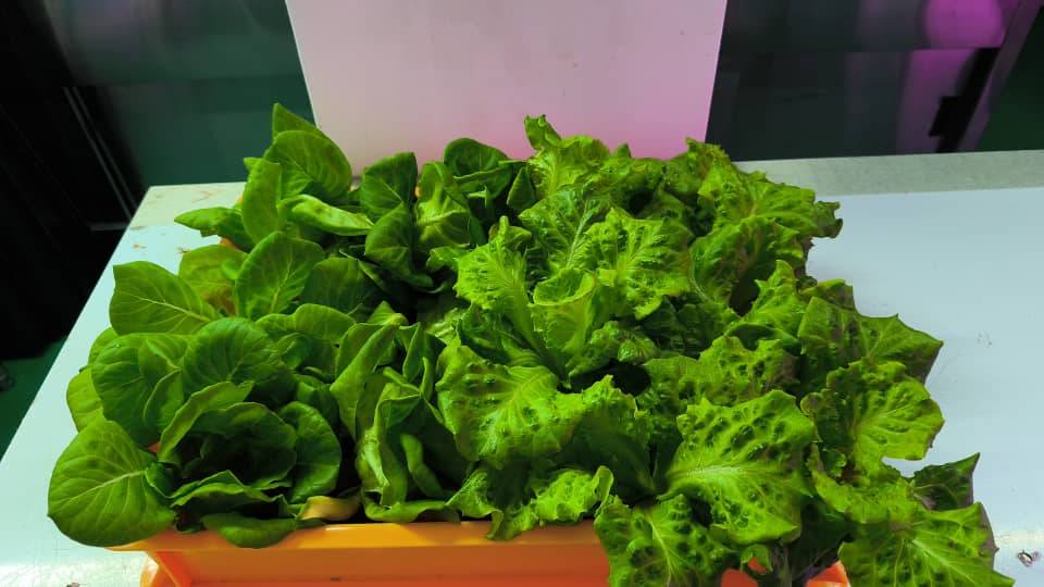 Lettuce Premium growing under LED lighting inside Chin Woh's indoor hydroponic farm in Ipoh.