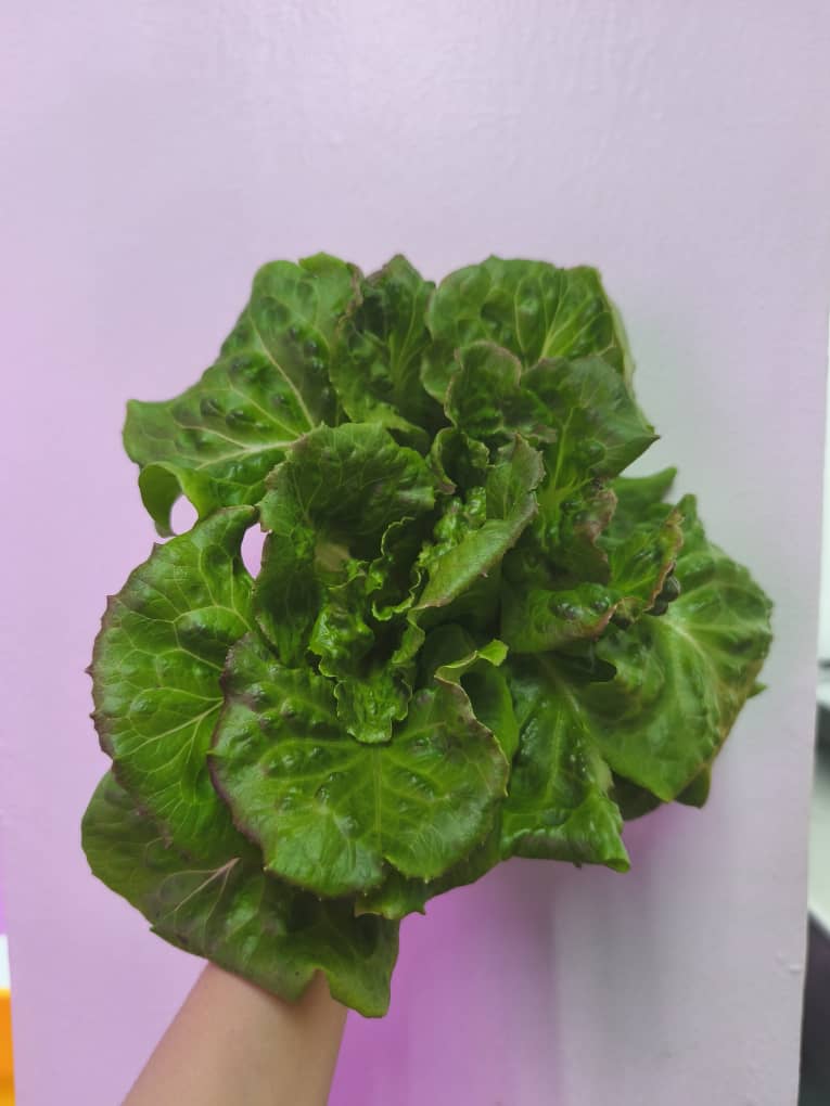 Lettuce Premium growing under LED lighting inside Chin Woh's indoor hydroponic farm in Ipoh.