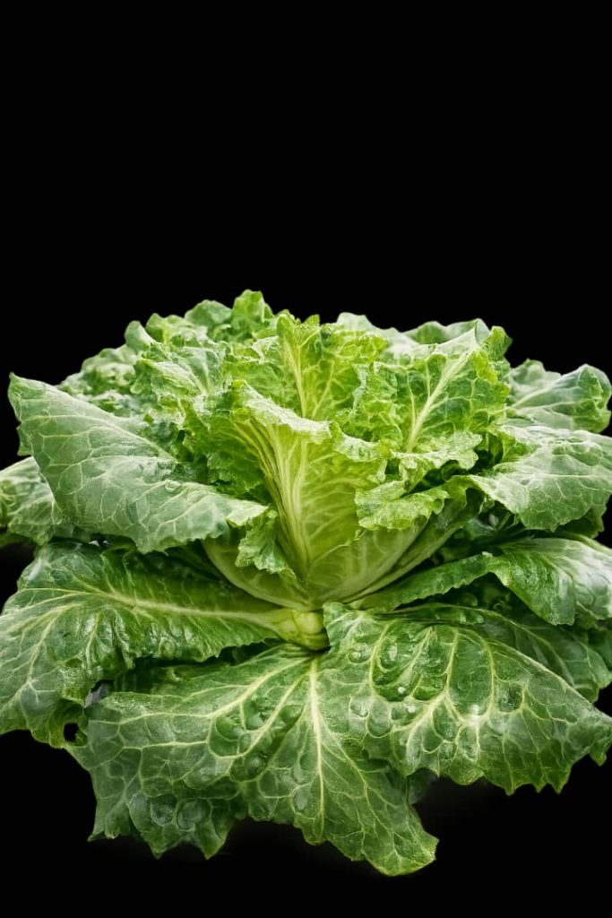 Lettuce Premium growing under LED lighting inside Chin Woh's indoor hydroponic farm in Ipoh.